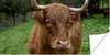MuchoWow® Poster Schottische Highlander - Tiere - Gras Produktbild-Vorschau 1