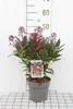 Skimmia jap. 'Rubella' - Japanische Skimmie Rubella 25- 30 Produktbild-Vorschau 1