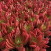 Crassula capitella "Campfire" - plante grasse brûlante - Voir les images du produit 4