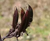 Phormium tenax - Neuseelandflachs 60- 80 cm - Container Produktbild-Vorschau 3