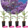 Set mit 4 Jacaranda mimosifolia – Rosenholzbaum – Höhe Produktbild-Vorschau 1