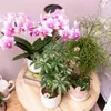 Orchidée Phalaenopsis « Mineral Rotterdam » rose, Ø 9 cm, Voir les images du produit 3