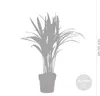 Bloomique - Dypsis Lutescens - Goldpalme - Areca - Palme - Produktbild-Vorschau 5