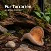 Badam Schote Natur 8–12 cm Sterculia foetida Herzfrucht Produktbild-Vorschau 5