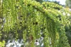 Larix kaempferi 'Pendula', Japanische Lärche, hängend, Produktbild-Vorschau 2