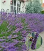 A close-up view of a lavender plant with a bee on one of the flowers, set against a blurred background of a house and garden.