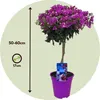 Bugenwilla - Bougainvillea 'Alexandra' - Wysokość 50-60cm - Podgląd zdjęcia produktu 2