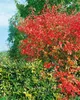 Amelanchier laevis, Kupfer-Felsenbirne, 100–125 cm, weiß Produktbild-Vorschau 5