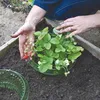 10 Stk Schneckenschutzring Set Schneckenschutz Produktbild-Vorschau 10