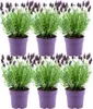Plants by Frank - Lavandula stoechas Anouk® - Pot de 12 cm Voir les images du produit 1