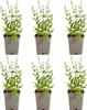 Bloomique - Zestaw 6 sztuk - Salvia Sensation White - Podgląd zdjęcia produktu 1