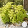 Bloomique - Acer Palmatum Going Green - Japanischer Ahorn - Produktbild-Vorschau 2