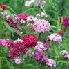 Bartnelken Mix 1G Blumensamen Mehrfarbige Nelken Produktbild-Vorschau 6