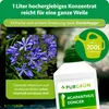 Purgrün Agapanthus Dünger | Flüssigdünger für Blütenpracht Produktbild-Vorschau 4