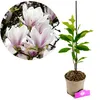 Magnolia x soulangeana, Biberbaum, 2-Liter-Topf Produktbild-Vorschau 1