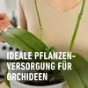 Düngestäbchen COMPO für Orchideen 20 St Produktbild-Vorschau 7