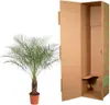 Zwerg-Dattelpalme – Phoenix Roebelenii – 150 cm hoch – Ø27 Produktbild-Vorschau 3