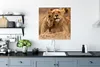 MuchoWow® Poster Löwe - Wilde Tiere - Jungtier 75x75 cm - Produktbild-Vorschau 3