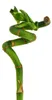 Lucky bamboo 'Lucky Bamboo' - spirála - v tube - Dracaena Náhled obrázku produktu 1