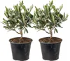 Bloomique - 2er Set - Olea Europaea - Olivenbaum Echt - Produktbild-Vorschau 1