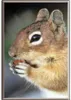 TIERMAGNET - Eichhörnchen - Gr. ca. 8 x 5,5 cm - 37002 - Produktbild-Vorschau 1