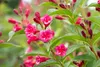 Weigelie Bristol Ruby 100-150 cm, im Topf - Weigela Produktbild-Vorschau 5