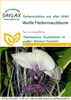 Artikelbild 1 von 'Weiße Fledermausblume' aus der Kategorie Exotische Samen Anteprima dell’immagine prodotto