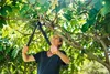 Fiskars Astschere PowerGear II Bypass Getriebeastschere für Produktbild-Vorschau 6
