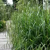 6 kusů rostlin Carex pendula (větvička tráva), v květináči Náhled obrázku produktu 2