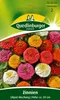 Quedlinburger Zinnien Lilliput Mischung - Blumensamen Produktbild-Vorschau 5
