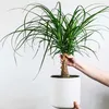 Elefantenfuß - Beaucarnea 'recurvata' - Höhe 60-70cm - Produktbild-Vorschau 5