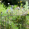 A black metal garden fence with flowers growing through it. Podgląd zdjęcia produktu