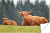 MuchoWow® Poster Schottisches Hochlandrind - Sonne - Gras Produktbild-Vorschau 1