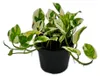 Epipremnum aureum "N'Joy" - Břečťan - drobnolistý a bíle Náhled obrázku produktu 1