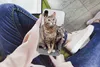 MuchoWow® Handyhülle Schutzhülle Hülle für iPhone XR Katze Produktbild-Vorschau 3