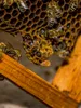 Calvendo Eine Königin Schlüpft 1000 Teile Puzzle hoch Produktbild-Vorschau 2
