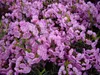 Zwerg-Berglorbeer - Lorbeerrose - Kalmia polifolia - Produktbild-Vorschau 1