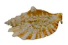 Echte Muschel Strombus sinuatus ca. 9 cm - Meeresschnecke Produktbild-Vorschau 2