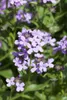 Hesperis matronalis, Nachtviole, violett, ca. 9x9 cm Topf Produktbild-Vorschau 1