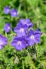 Stauden Gänge 10 x Geranium pratense 'Johnson's Blue' - Produktbild-Vorschau 5