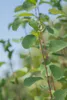 Amelanchier alnifolia 'Obelisk', Felsenbirne, 80–100 cm Produktbild-Vorschau 1