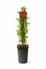 Feuerdorn Red Column 50 70 cm Pyracantha coccinea immergrün Produktbild-Vorschau 1