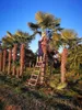Palme Trachycarpus fortunei – Chinesische Hanfpalme, Höhe Produktbild-Vorschau 2