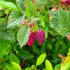 Close-up of two ripe tayberries on a branch surrounded by green leaves. Náhľad obrázku produktu