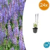 Salvia nemoroze 'Caradonna' 24 planten Tiefviolette Productafbeelding-voorbeeld 2