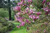 Magnolia 'Susan' - Tulipes Magnolia 60- 80 cm - conteneur Voir les images du produit 3