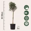 A potted olive tree with a ruler and icons indicating its care requirements. Produktbild-Vorschau