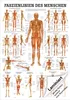 Mini-Poster "Faszien des Menschen", LxB 34x24 cm Produktbild-Vorschau 1