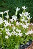 Gentiana asclepiadea 'Alba', Enzian, weiß, ca. 9x9 cm Topf Produktbild-Vorschau 1