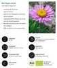 Dehner Bio Stauden-Set Großer Alpengarten, 8 verschiedene Produktbild-Vorschau 6